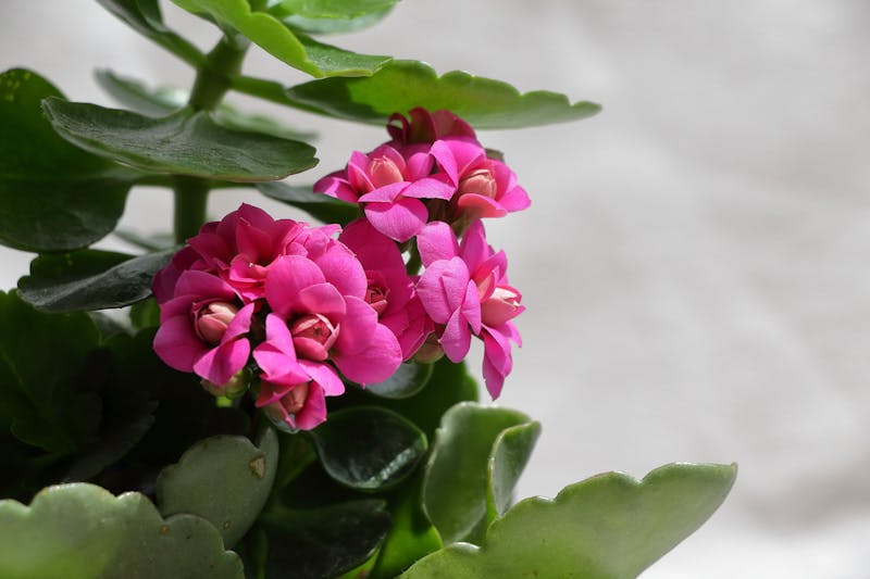 Corbeille Luxe en promotion