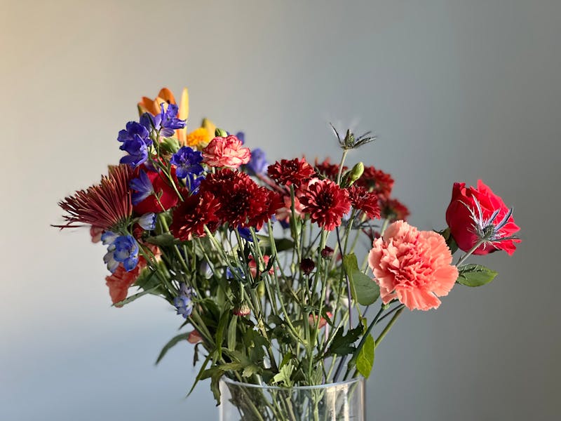 Plante verte en promotion